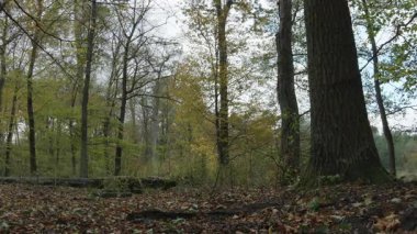Ağaçlar ve yapraklarla dolu sonbahar manzarasını eski doğal ormanlarda hareket ettiren doğa serisidir.