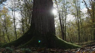 Ağaçlar ve yapraklarla dolu sonbahar manzarasını eski doğal ormanlarda hareket ettiren doğa serisidir.