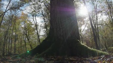 Ağaçlar ve yapraklarla dolu sonbahar manzarasını eski doğal ormanlarda hareket ettiren doğa serisidir.