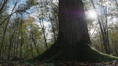 Ağaçlar ve yapraklarla dolu sonbahar manzarasını eski doğal ormanlarda hareket ettiren doğa serisidir.