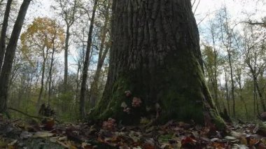 Ağaçlar ve yapraklarla dolu sonbahar manzarasını eski doğal ormanlarda hareket ettiren doğa serisidir.