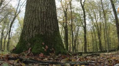 Ağaçlar ve yapraklarla dolu sonbahar manzarasını eski doğal ormanlarda hareket ettiren doğa serisidir.