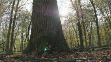 Ağaçlar ve yapraklarla dolu sonbahar manzarasını eski doğal ormanlarda hareket ettiren doğa serisidir.