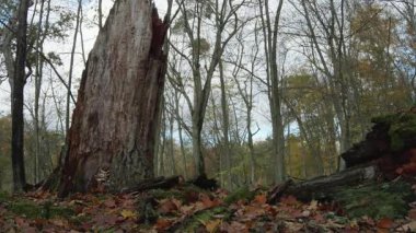 Ağaçlar ve yapraklarla dolu sonbahar manzarasını eski doğal ormanlarda hareket ettiren doğa serisidir.