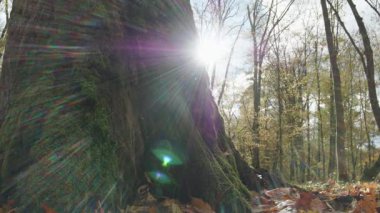 Ağaçlar ve yapraklarla dolu sonbahar manzarasını eski doğal ormanlarda hareket ettiren doğa serisidir.
