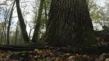 Ağaçlar ve yapraklarla dolu sonbahar manzarasını eski doğal ormanlarda hareket ettiren doğa serisidir.