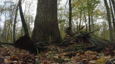 Ağaçlar ve yapraklarla dolu sonbahar manzarasını eski doğal ormanlarda hareket ettiren doğa serisidir.