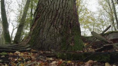 Ağaçlar ve yapraklarla dolu sonbahar manzarasını eski doğal ormanlarda hareket ettiren doğa serisidir.