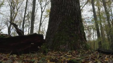 Ağaçlar ve yapraklarla dolu sonbahar manzarasını eski doğal ormanlarda hareket ettiren doğa serisidir.