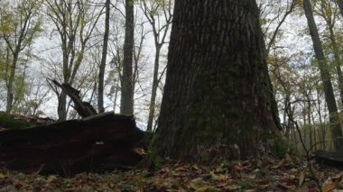 Ağaçlar ve yapraklarla dolu sonbahar manzarasını eski doğal ormanlarda hareket ettiren doğa serisidir.