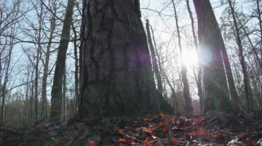 Ağaçlar ve yapraklarla dolu sonbahar manzarasını eski doğal ormanlarda hareket ettiren doğa serisidir.