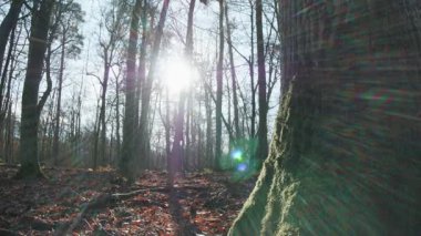 Ağaçlar ve yapraklarla dolu sonbahar manzarasını eski doğal ormanlarda hareket ettiren doğa serisidir.