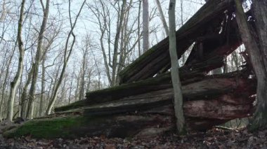 Ağaçlar ve yapraklarla dolu sonbahar manzarasını eski doğal ormanlarda hareket ettiren doğa serisidir.