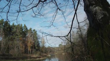 Ağaçlar ve yapraklarla dolu sonbahar manzarasını eski doğal ormanlarda hareket ettiren doğa serisidir.