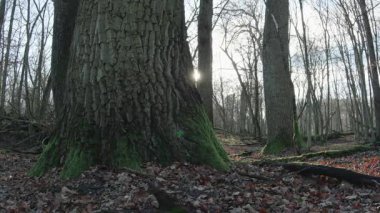 Ağaçlar ve yapraklarla dolu sonbahar manzarasını eski doğal ormanlarda hareket ettiren doğa serisidir.