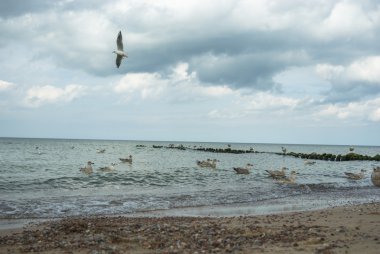 görüntü doğa serisi
