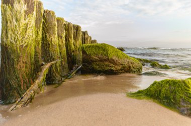 görüntü doğa serisi