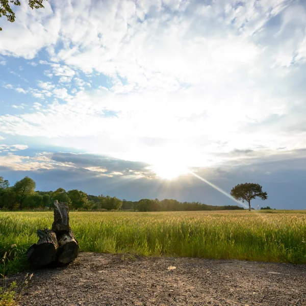 Bild från naturen-serien — Stockfoto