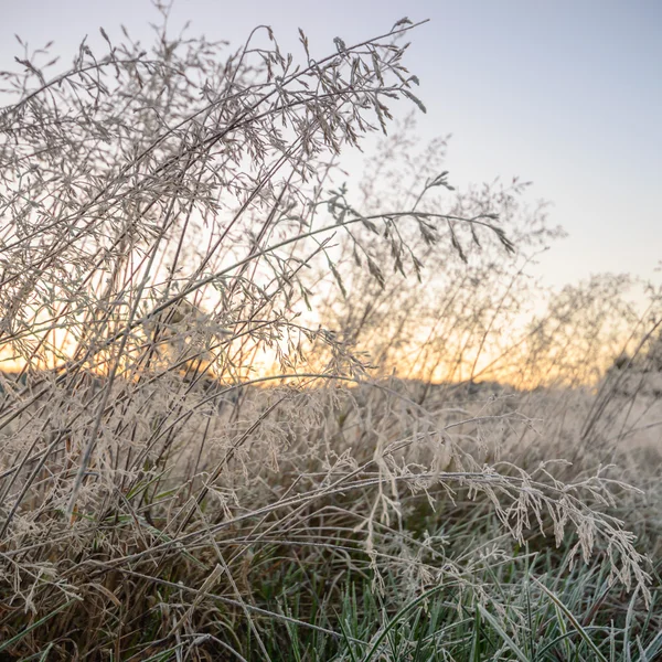 Bild från naturen-serien — Stockfoto