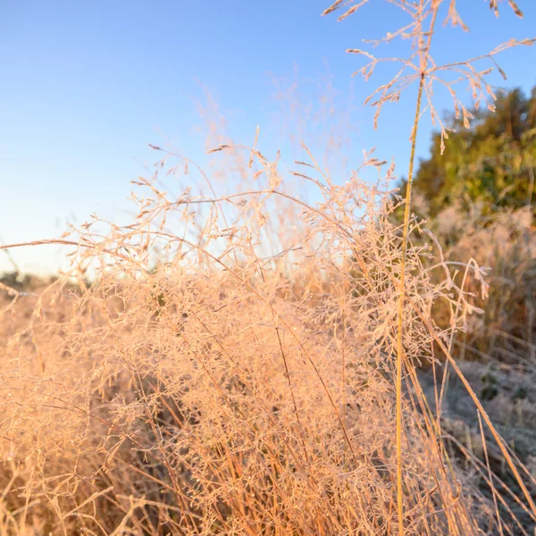 Bild aus der Natur-Serie — Stockfoto