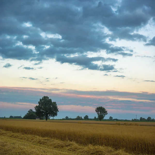 Obraz z serii natura — Zdjęcie stockowe