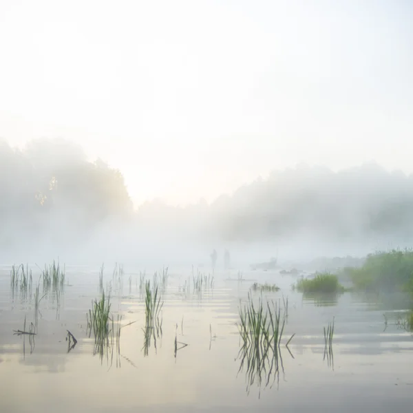 Image de la série nature — Photo