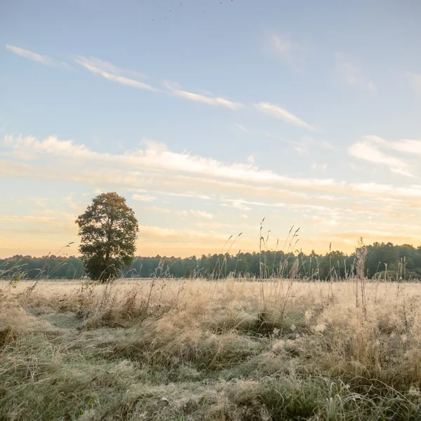 Beeld uit natuur-serie — Stockfoto