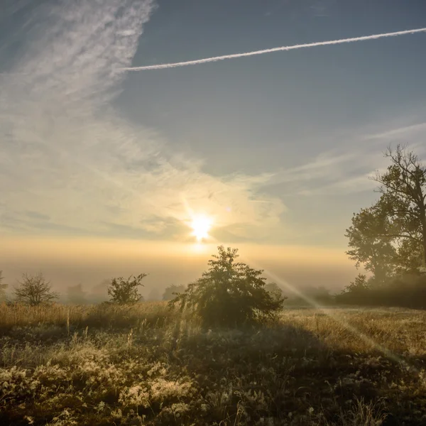 Obrázek ze série nature — Stock fotografie