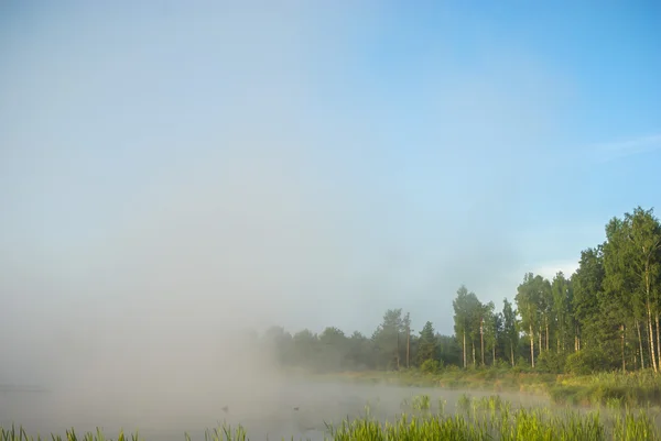 Image de la série nature — Photo