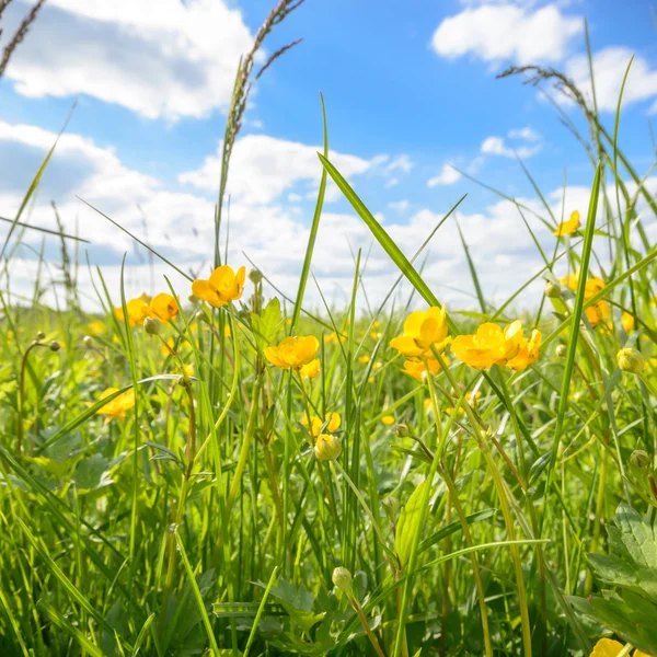 Immagine dalla serie natura — Foto Stock