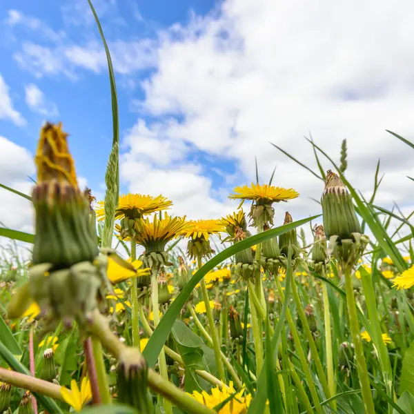 Bild aus der Natur-Serie — Stockfoto