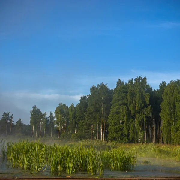 Obraz z serii natura — Zdjęcie stockowe