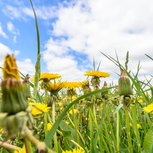 Bild aus der Natur-Serie — Stockfoto