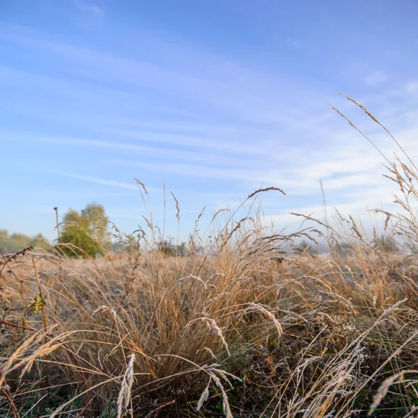 Beeld uit natuur-serie — Stockfoto