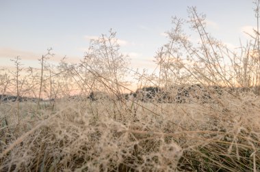 görüntü doğa serisi