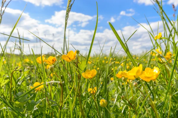 Immagine dalla serie natura — Foto Stock