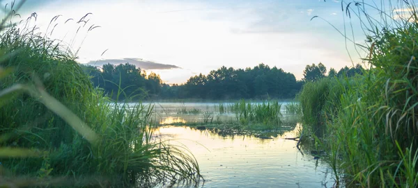 Immagine dalla serie natura — Foto Stock