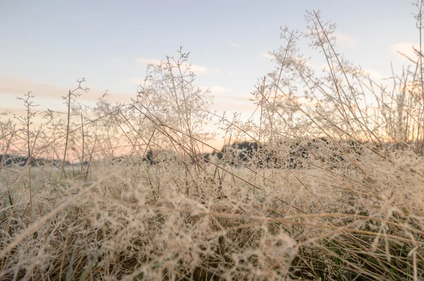 Bild från naturen-serien — Stockfoto