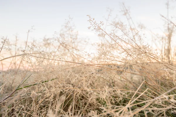 Immagine dalla serie natura — Foto Stock