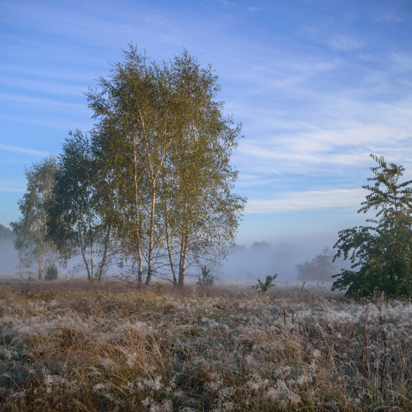 изображение из серии Nature
