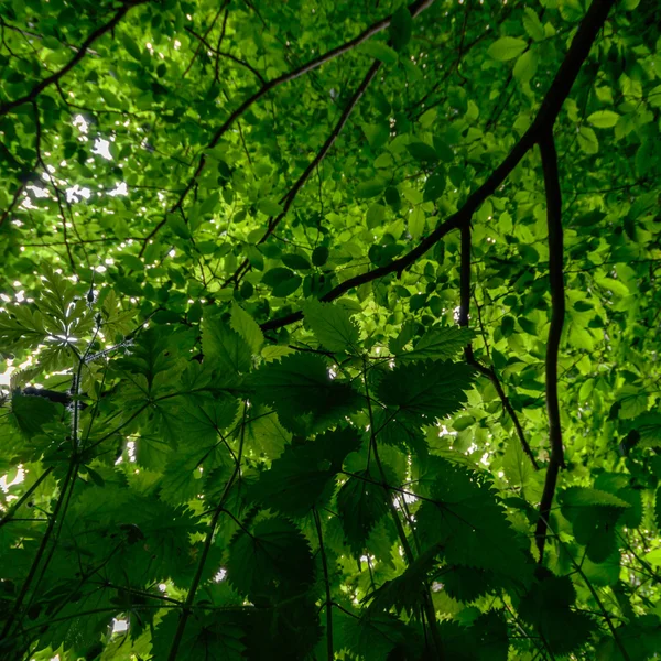 Beeld uit natuur-serie — Stockfoto