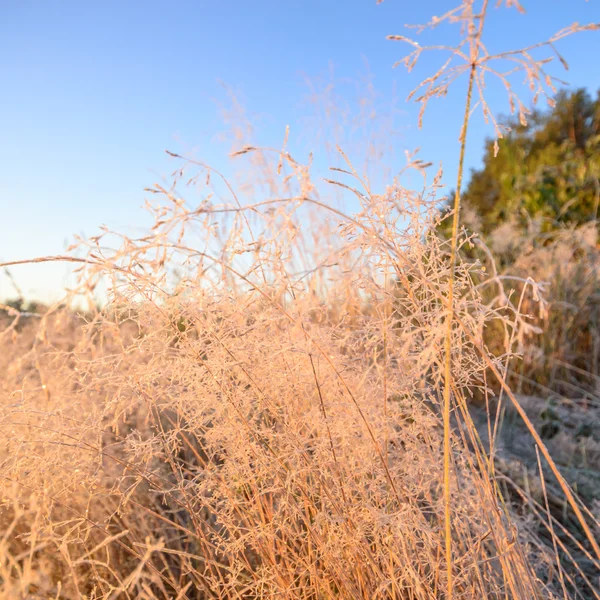 Bild från naturen-serien — Stockfoto