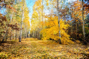 görüntü doğa serisi