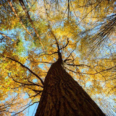 görüntü doğa serisi