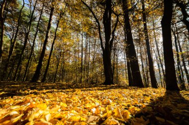 görüntü doğa serisi