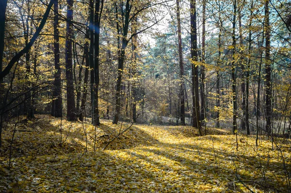 Beeld uit natuur-serie — Stockfoto