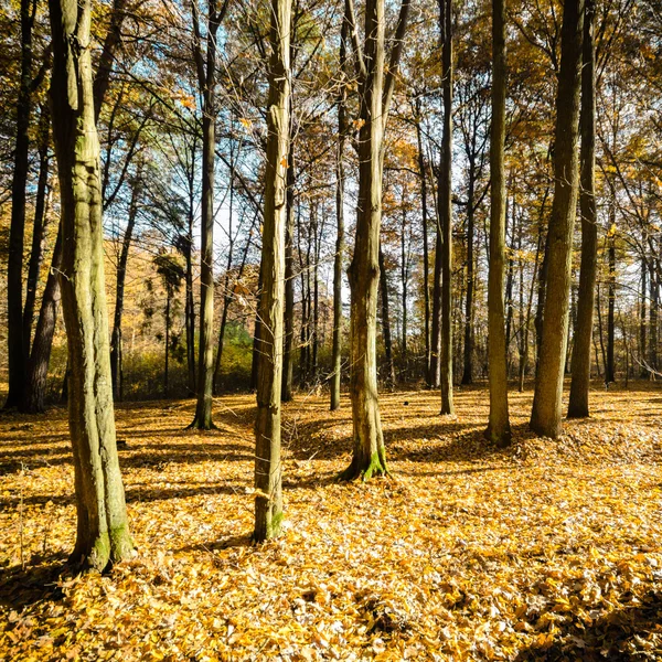 Obrázek ze série nature — Stock fotografie