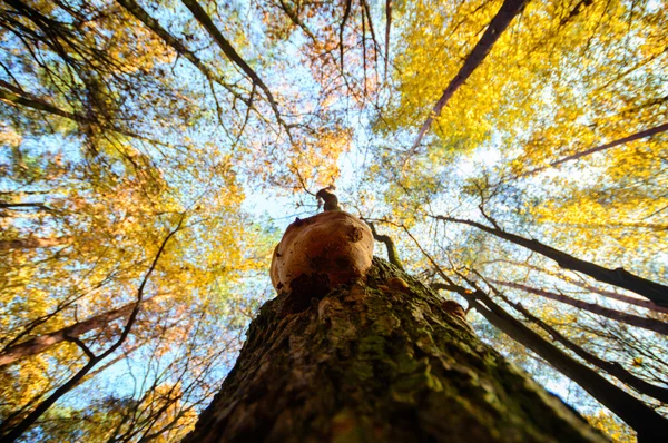 Obraz z serii natura — Zdjęcie stockowe