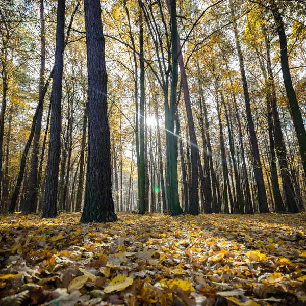 Imagem da série natureza — Fotografia de Stock