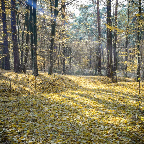 Beeld uit natuur-serie — Stockfoto